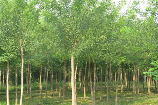 藍天鼎盛苗圃：品質創商機，誠信得機遇_zgxwzx.com.cn
