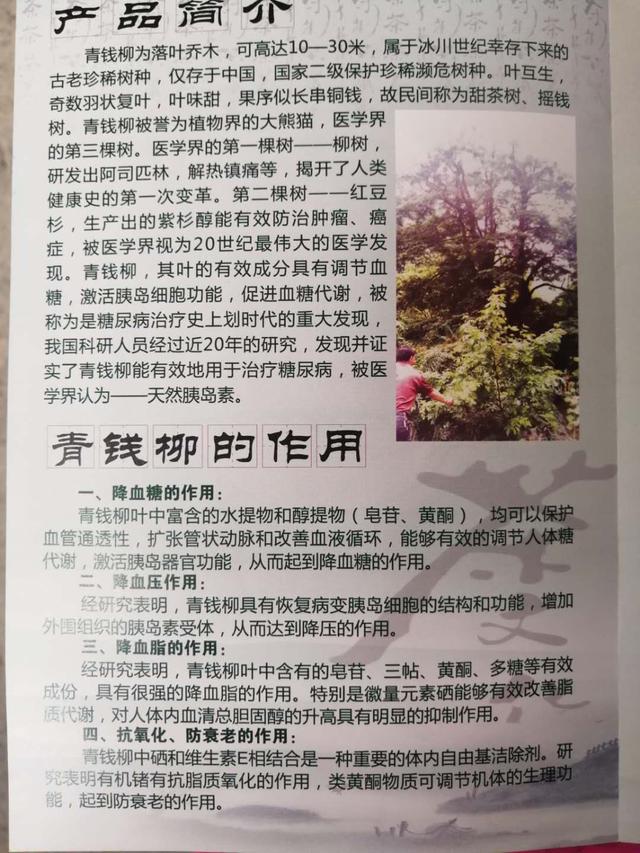 青錢(qián)柳開(kāi)發(fā)專(zhuān)業(yè)合作社的青錢(qián)柳茶很沁人